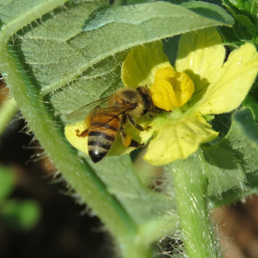 Abeja en una flor