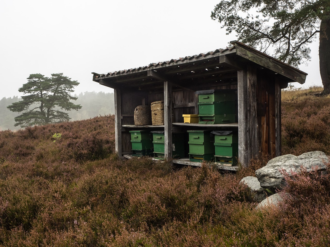 beehive, heather, nature reserve-2108642.jpg