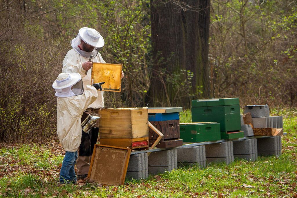 beekeeper, bees, offspring-4426003.jpg