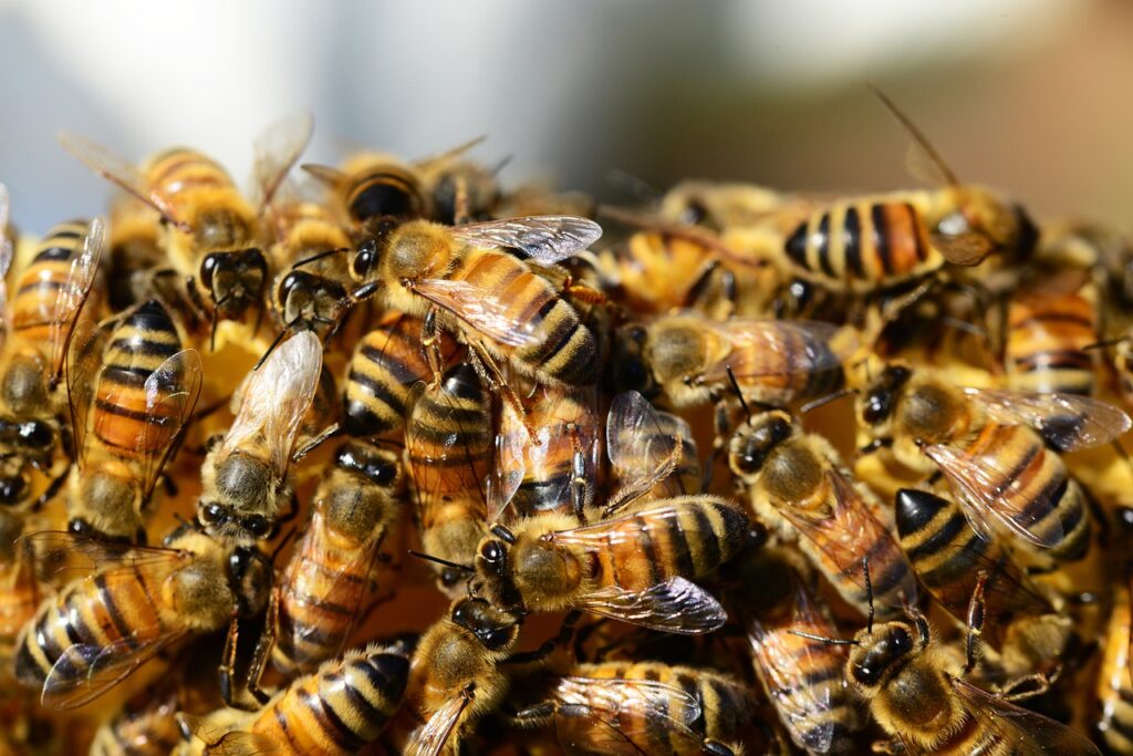 honey bees, beehive, honey-326334.jpg